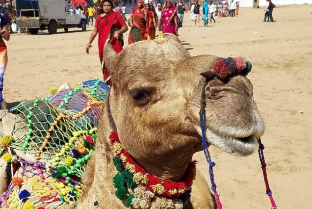 PUSHKAR CAMEL FAIR 2024