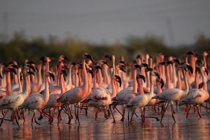 Bird Watching Tour in India