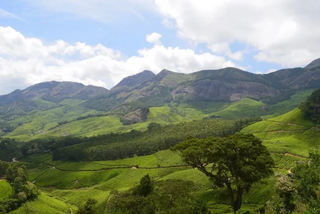 munnar-2259072_1920-1024x678-1-636x426-2