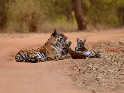 2-night-3-days-pench-national-park-tour-package-JustWravel-1597394588.jpg