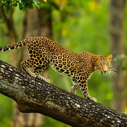 Nagarhole