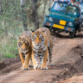 Tour with Tiger Trails of India