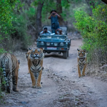 ranthambore